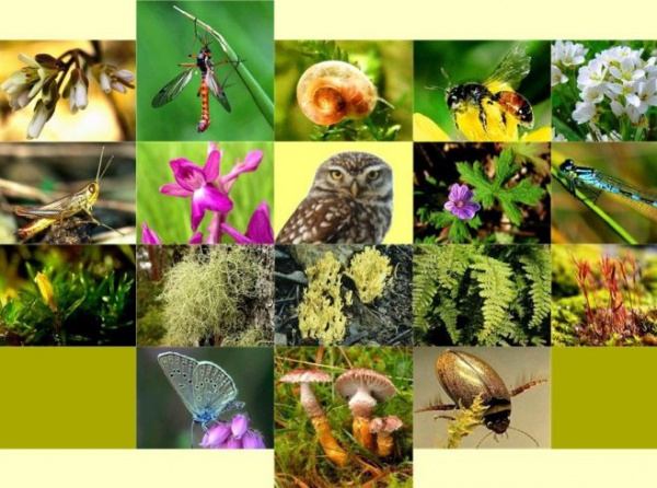 22 Mayıs Dünya Biyolojik Çeşitlilik Gününü kutlarız
